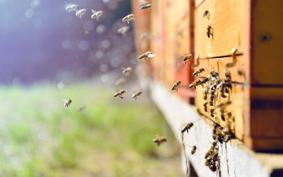‘Bee’ warned: It’s swarming season for honey-gathers